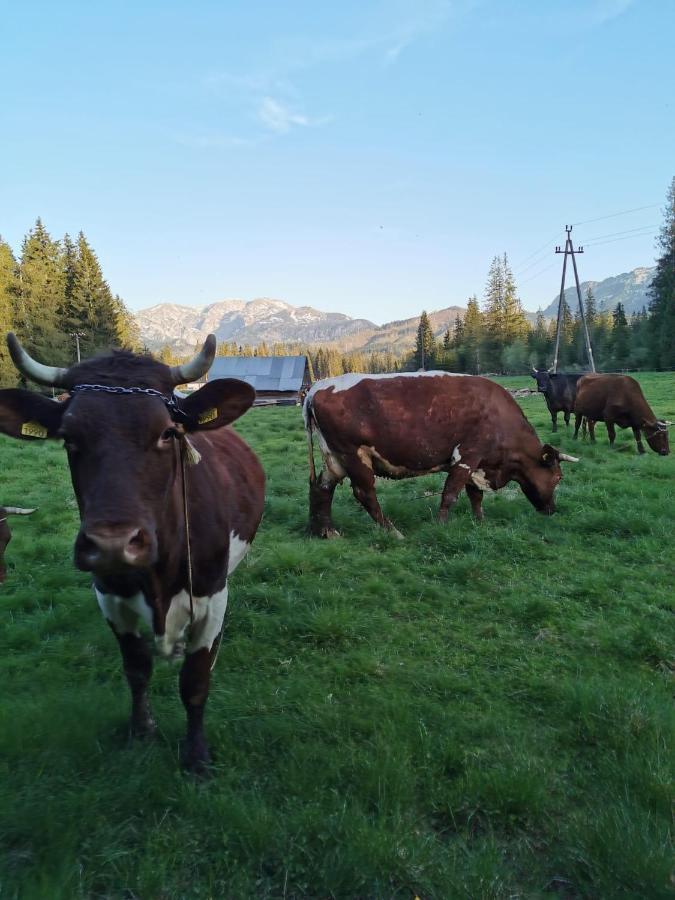 Domek Drewniany Szafran Witow  Bagian luar foto